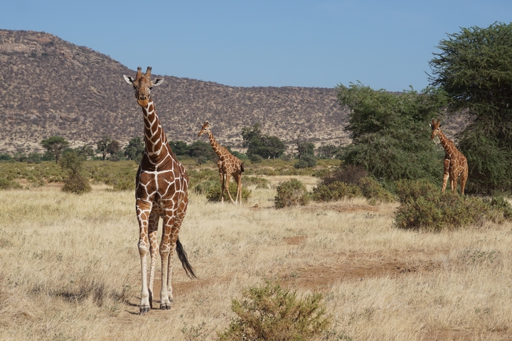       Giraffes walking in the savannah with a mountain in the background.
  