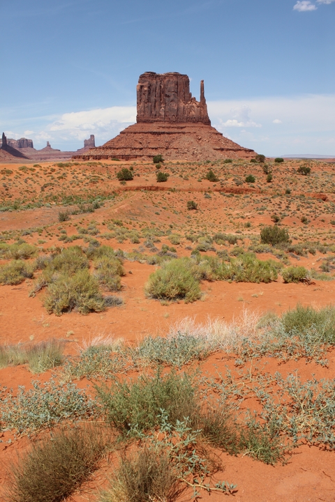 Desert landscape with sparse vegetation and red soil.