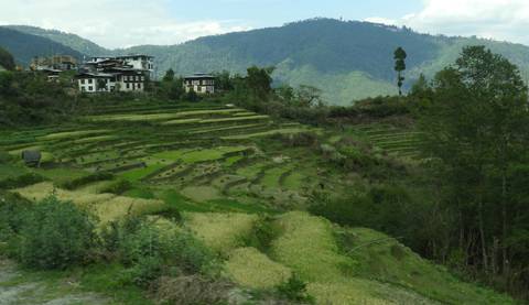       Terraced rice fields in a hilly landscape.
  