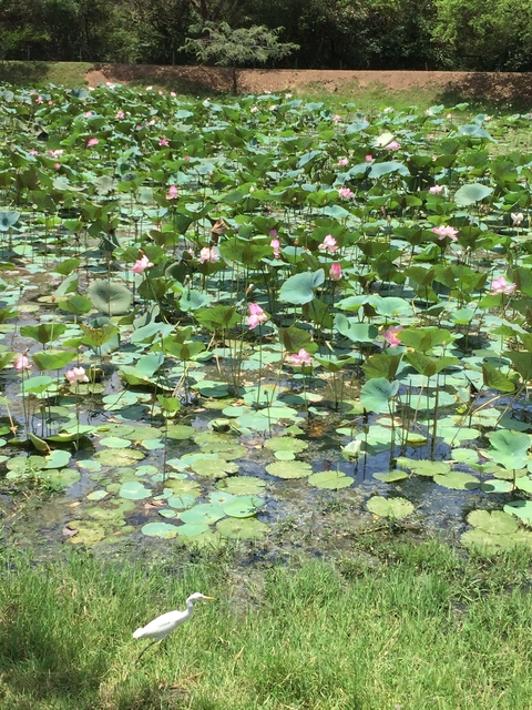 Lotus flowers floating on water.