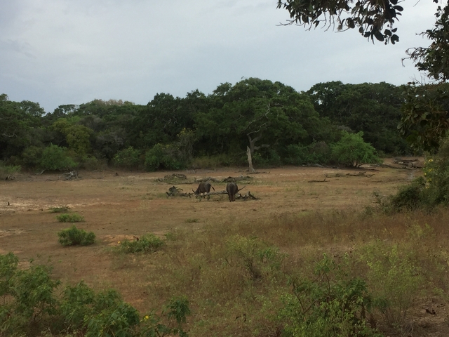Savanna landscape with wildlife grazing in the distance.