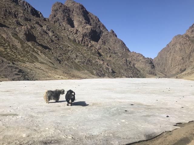 Two dogs walking on an icy surface with mountains