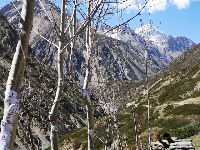 Snowy mountain range with bare trees