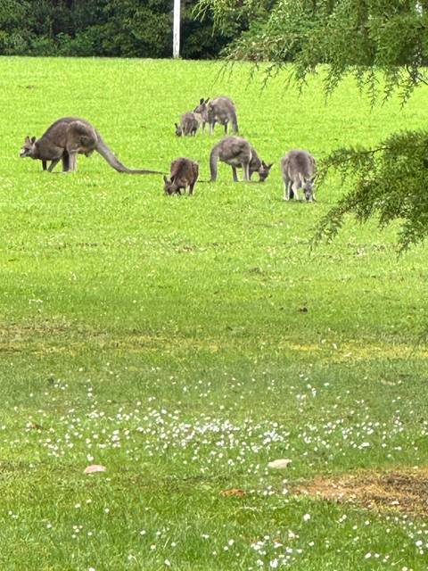 Group of kangaroos grazing on a grassy field