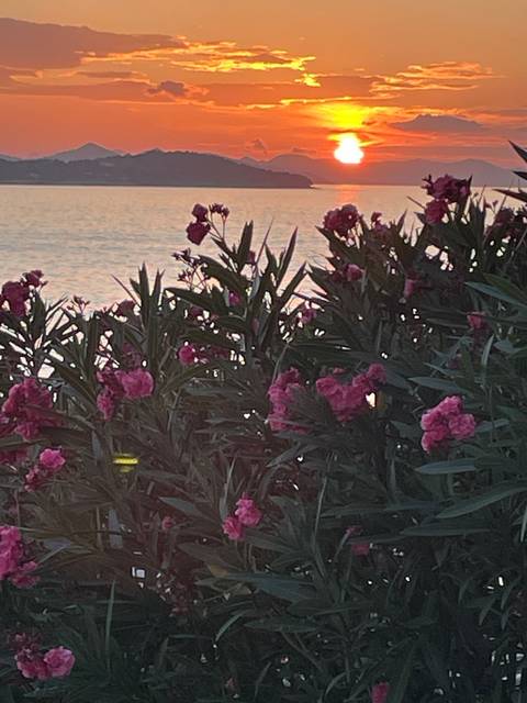       Sunset with flowers and coastline in view.
  