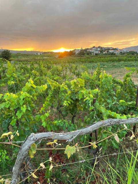       Sunset over a vineyard with lush greenery.
  