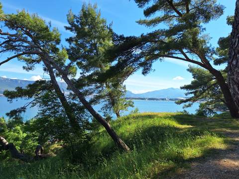       An upside-down view of trees against a blue sky over water.
  