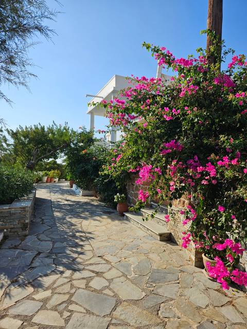      Stone path with flowering plants
  
