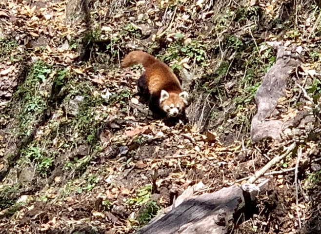       Red panda in a natural forest habitat.
  