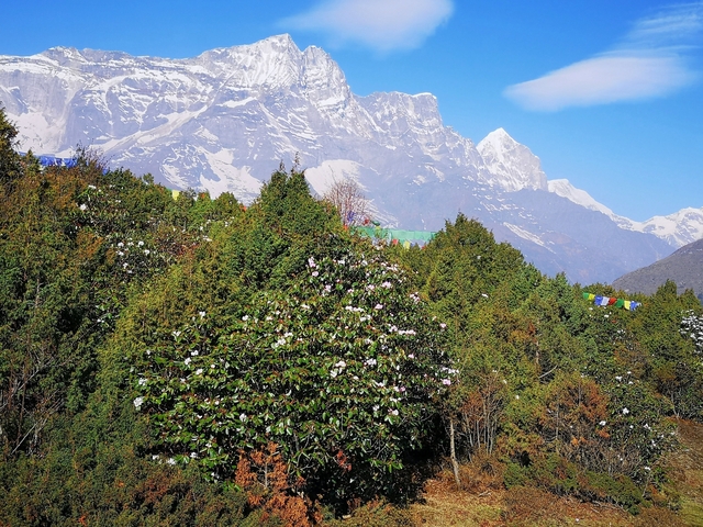 View of green trees with snow-capped mountains in the background.