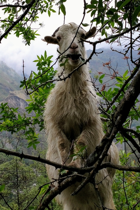Mountain goat standing on a tree branch with greenery in the background.