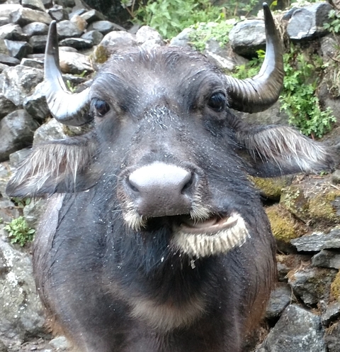       Close-up of a buffalo with visible horns.
  