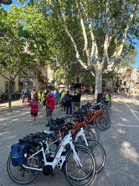 Group of bicycles parked under trees, people gathered nearby.