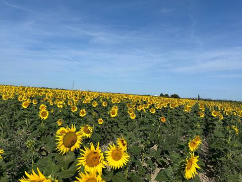 Upside-down image of a sunflower field.