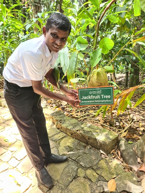       Man showing a jackfruit growing on a tree.
  