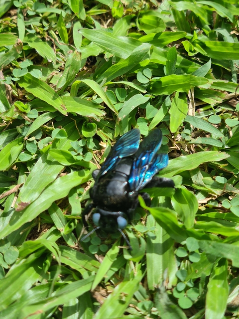       Close-up of an insect with blue wings on green grass.
  