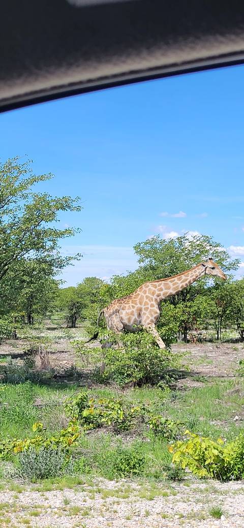       Giraffe walking among green trees and plants.
  