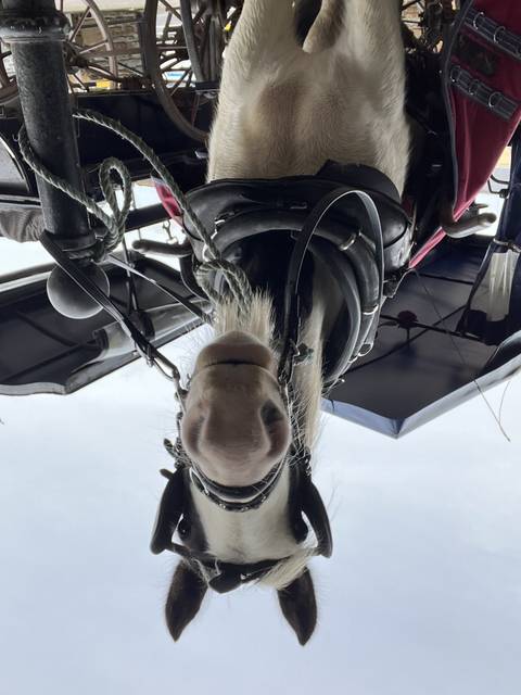       A horse with a cart harness, standing outdoors.
  