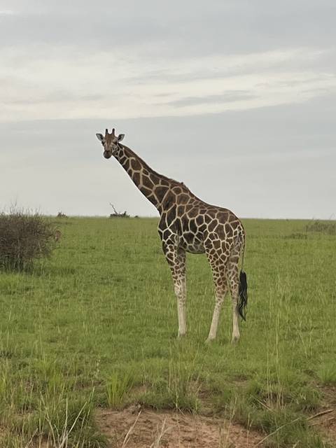       Giraffe on a green plain under a cloudy sky.
  