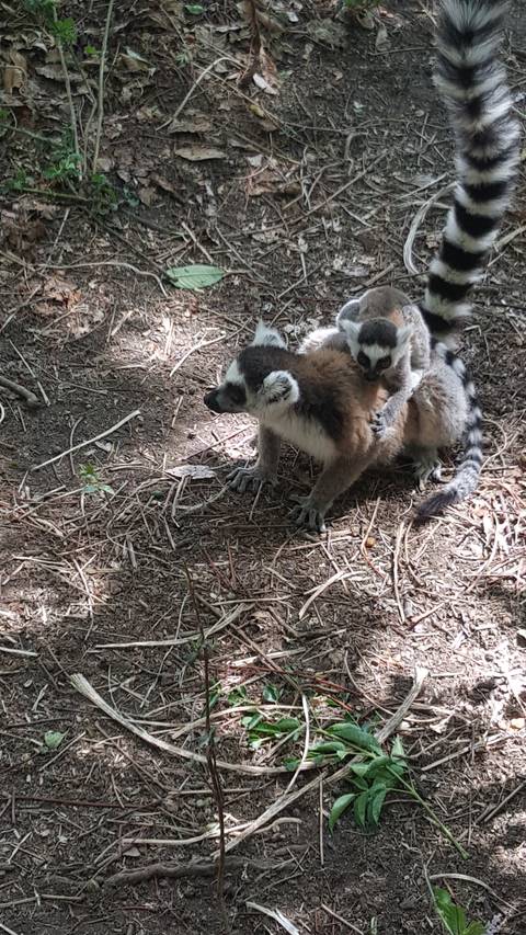       Lemur with a baby on its back in a forested area.
  