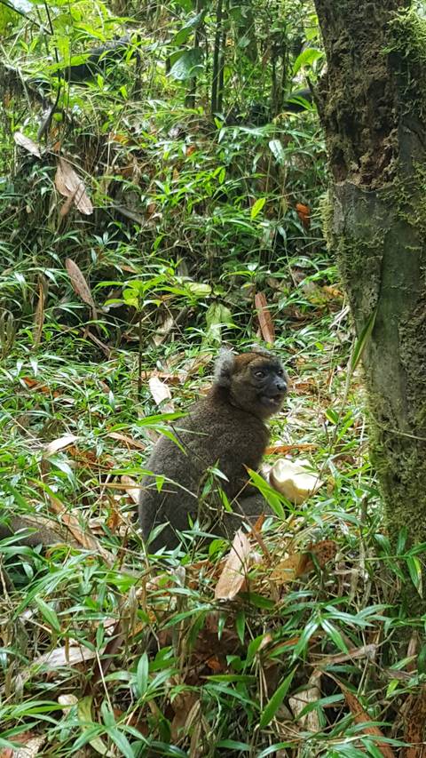       Small lemur resting on grass in a wooded area.
  