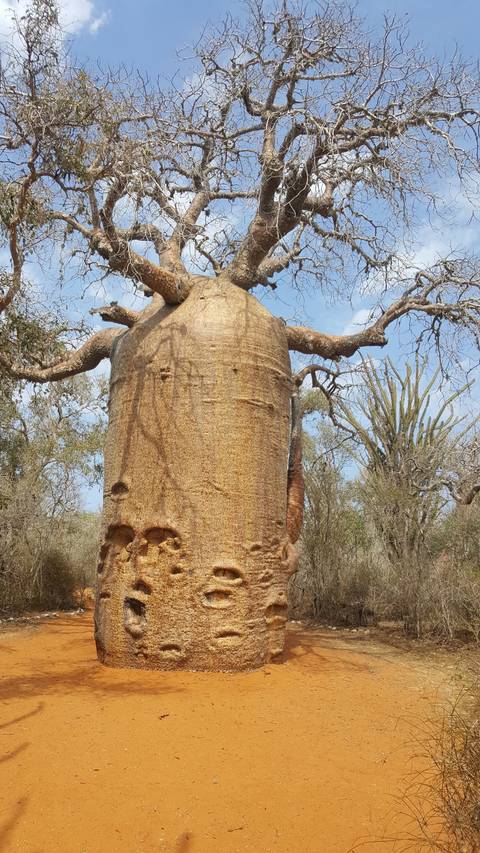       A single baobab tree on reddish soil with a blue sky.
  