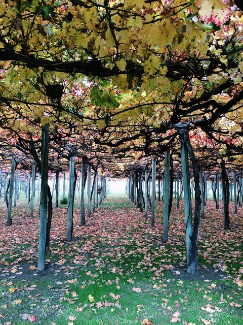 Vineyard with autumn leaves forming a canopy.