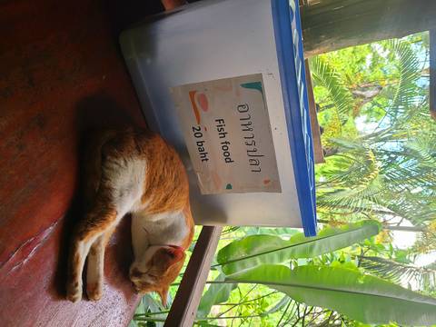 Plastic container with text and a sleeping cat.