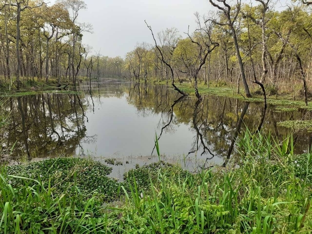 Reflection of trees in a calm body of water.