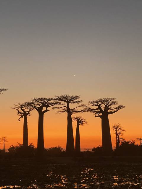       Baobab trees silhouetted against an orange sunset.
  