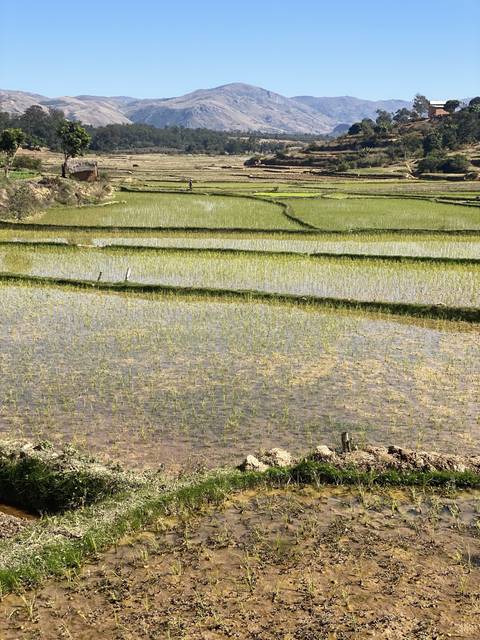       Terraced rice fields with mountains in the background.
  