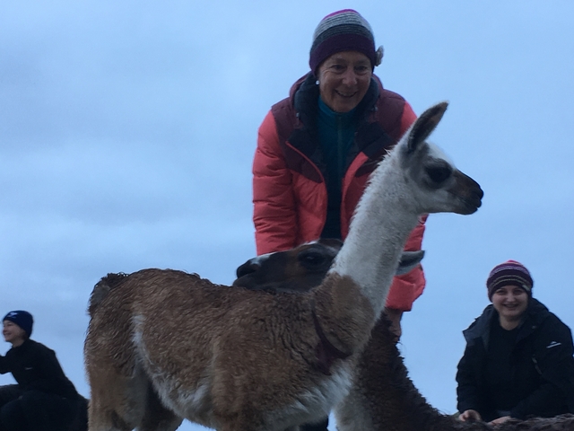 Person interacting with llamas outdoors.