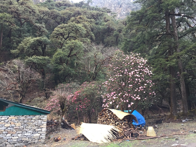 Forest area with blooming trees and logs.