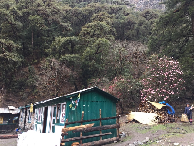 Wooden structure surrounded by trees and nature.