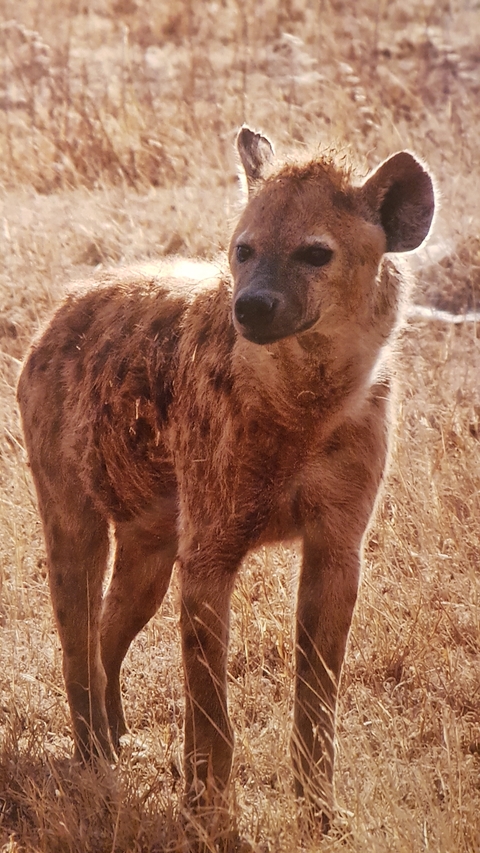       Close-up of a hyena standing in a field.
  