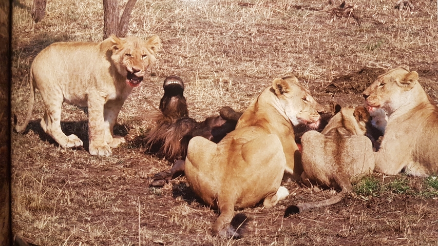       A pride of lions feasting with one cub looking up.
  