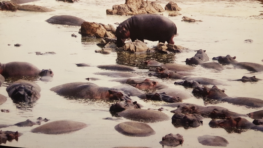       A group of hippos in the water with one standing on rocks.
  