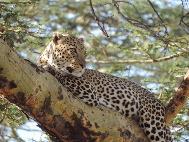 A leopard resting on a tree branch.