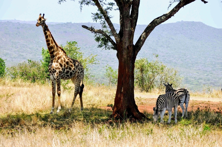 Giraffe and zebras under a tree in a savannah landscape.