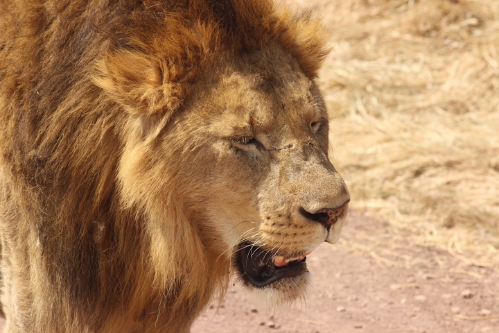 Close-up of a lion in the wild.