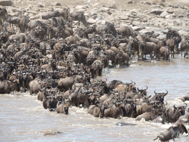 A large herd of wildebeest crossing a river.