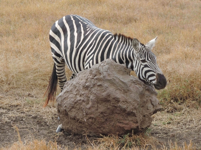 Zebra resting its head against a large rock.