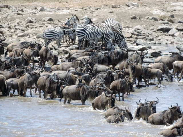       Herd of wildebeest and zebras gathered by a water source.
  
