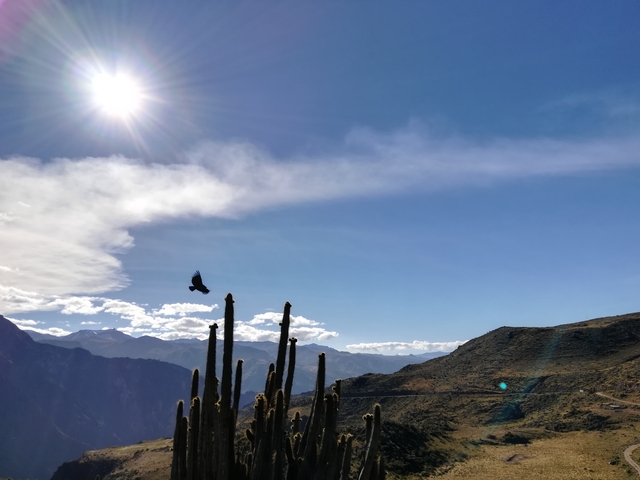 Cactus and a bird in flight with a mountain landscape.