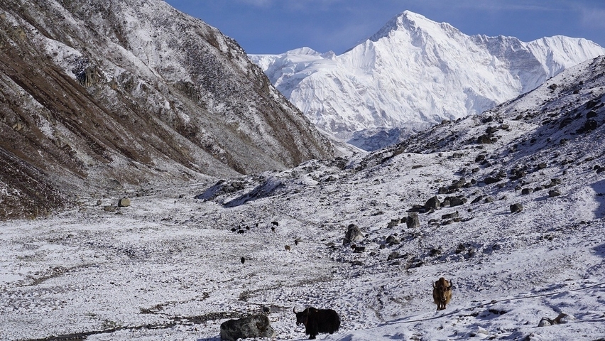 Mountain landscape with snow and wild animals.