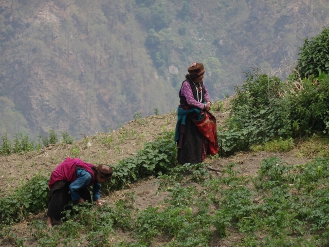       Two women working in a hillside field.
  