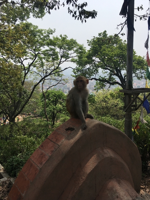       A monkey sitting on a structure overlooking a cityscape.
  