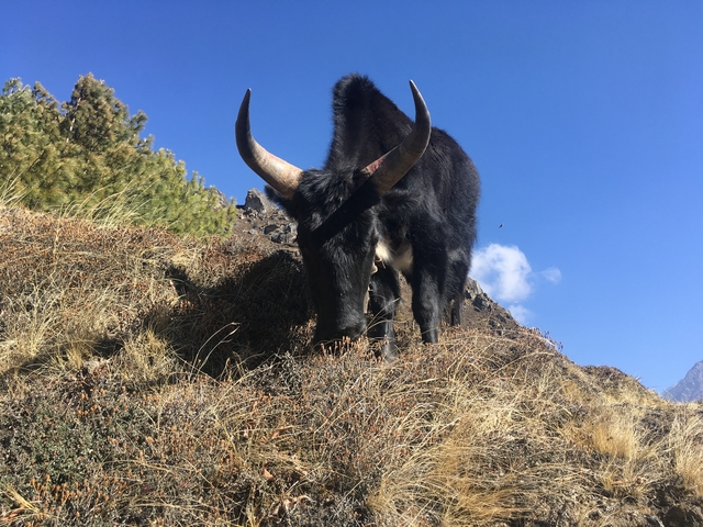       Yak grazing on a grassy hillside with clear blue sky.
  