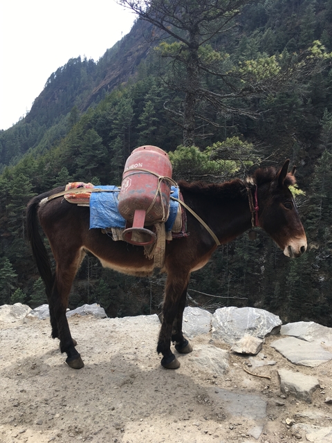       A mule carrying a gas cylinder on a mountainous path.
  