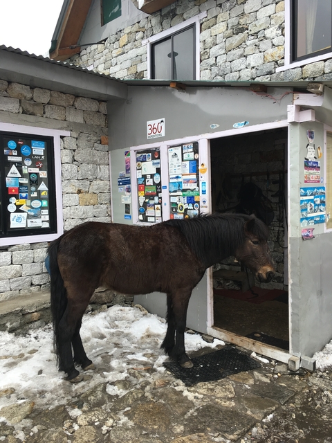      A horse standing outside a building with signs and leaflets.
  
